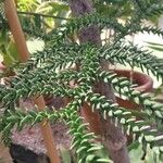 Araucaria laubenfelsii برگ