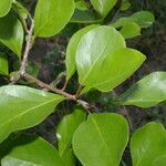Podopterus mexicanus Leaf