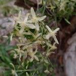 Clematis microphylla