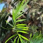 Cycas rumphii Leaf