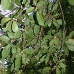 Ficus colubrinae Other