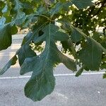 Quercus stellata Leaf