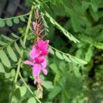 Indigofera heterantha Leaf