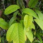 Annona haematantha Leaf