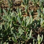 Sesuvium portulacastrum Leht