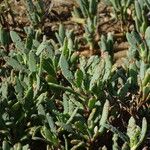 Sesuvium portulacastrum List