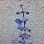 Salvia yangii 花