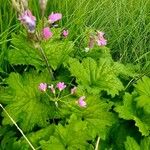 Primula matthioli Flower