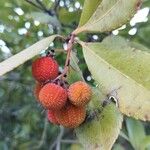 Arbutus andrachneFruto