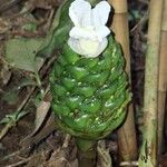 Costus afer Blüte