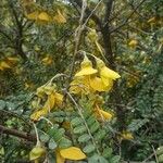 Sophora denudata Flor