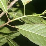 Cleidion castaneifolium Lehti
