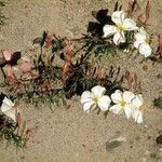 Oenothera albicaulis Vivejo