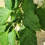 Capsicum annuumLeaf