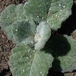 Salvia argentea Fuelha