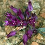 Allium falcifolium പുഷ്പം