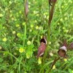 Serapias vomeracea Blüte