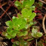 Phedimus kamtschaticus Leaf