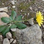 Taraxacum obovatum Yaprak