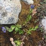 Veronica alpina Leaf