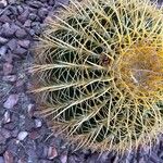 Ferocactus cylindraceus Leaf