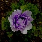 Anemone coronaria 花