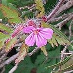 Cneorum tricoccon Λουλούδι