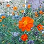 Cosmos sulphureus 花