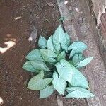 Syngonium podophyllumLeaf