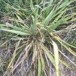 Yucca rupicola Blad