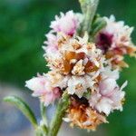 Cuscuta epithymum Flor