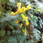 Corydalis flavula Flower