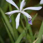 Iris speculatrix