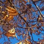 Tilia cordata Fruchs