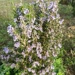 Rosmarinus officinalis花