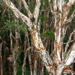 Melaleuca quinquenervia Kabuk