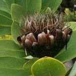 Protea nitida Sonstige