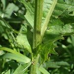 Cirsium rivulare Rusca