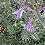 Lobelia sessilifolia Kvet