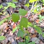 Toxicodendron pubescens Yaprak