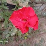 Rosa moyesii Цвят