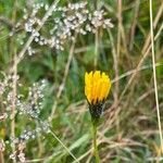 Scorzoneroides helvetica Flower