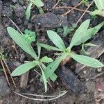 Erysimum perofskianum Leaf