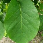 Magnolia sieboldii ഇല