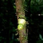 Heisteria macrophylla Fruto