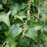 Dioscorea hirtiflora Лист