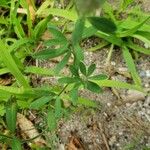 Trifolium arvense Leaf