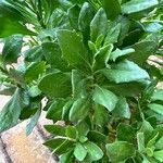Dimorphotheca fruticosa Blad
