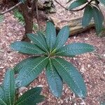 Rhododendron arboreum Листок