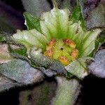 Solanum sessiliflorum